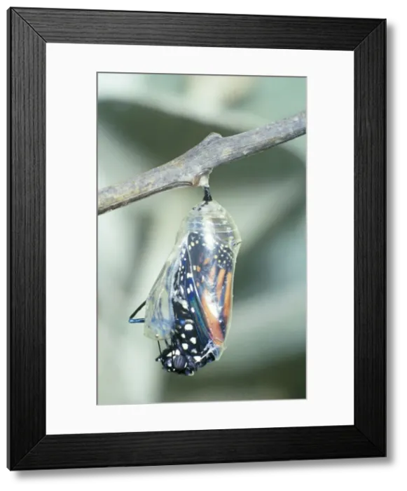 Framed Print : Wanderer Butterfly - Emerging. Part of sequence Framed Print : Wanderer Butterfly - Emerging. Part of sequence