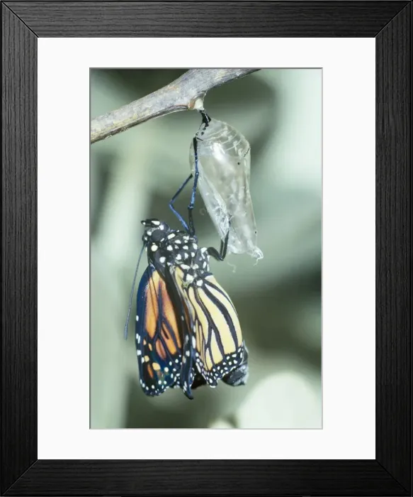 Framed Print : Wanderer Butterfly - Emerged from crysalis. Part of sequence Framed Print : Wanderer Butterfly - Emerged from crysalis. Part of sequence