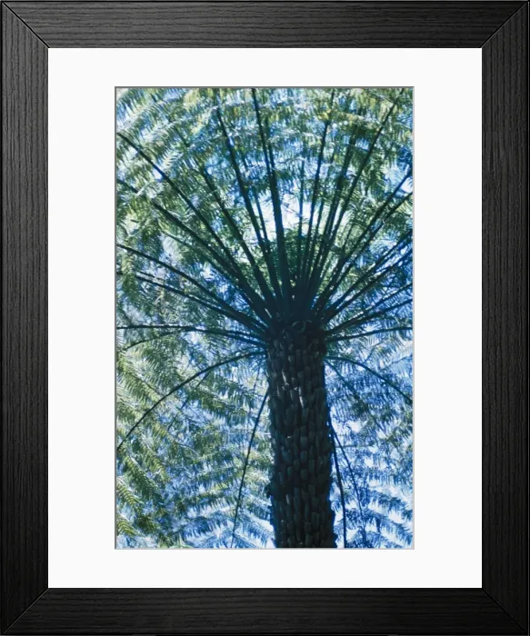 Framed Print : Rough Fern Tree Framed Print : Rough Fern Tree