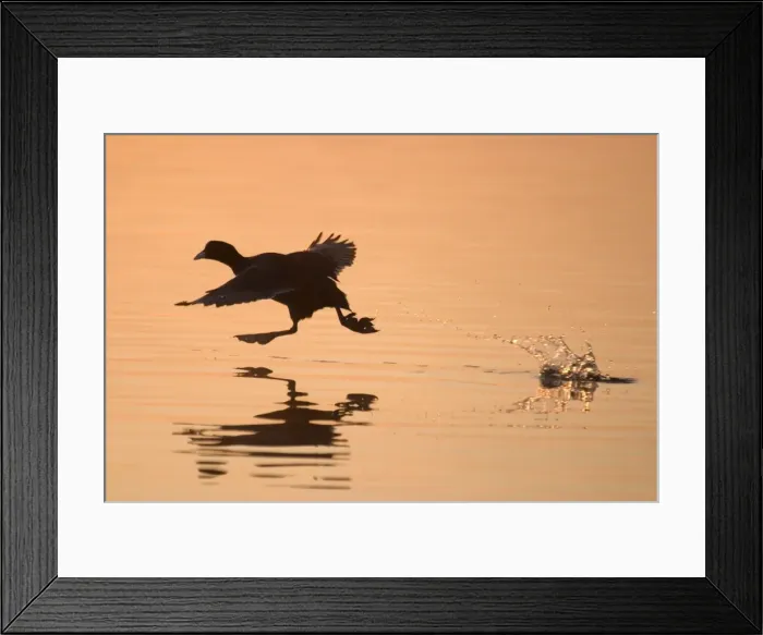 Framed Print : Coot Taking off at Sunrise Norfolk Broads UK Framed Print : Coot Taking off at Sunrise Norfolk Broads UK