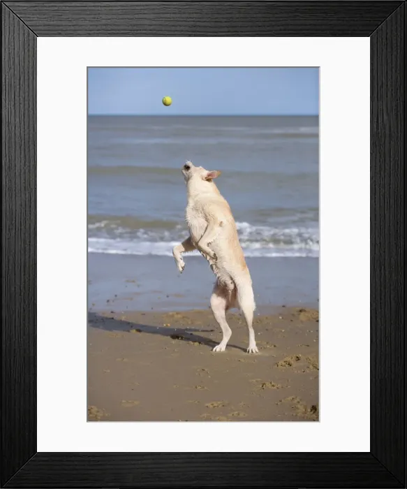 Framed Print : Labrador Dog Jumping to catch ball on beach Norfolk UK Framed Print : Labrador Dog Jumping to catch ball on beach Norfolk UK