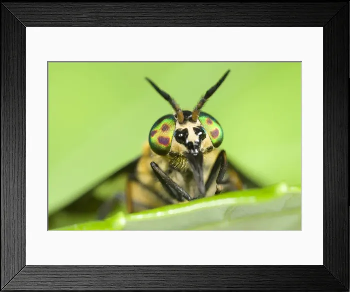 Framed Print : Horse / Deer Fly Resting on leaf Norfolk UK Framed Print : Horse / Deer Fly Resting on leaf Norfolk UK