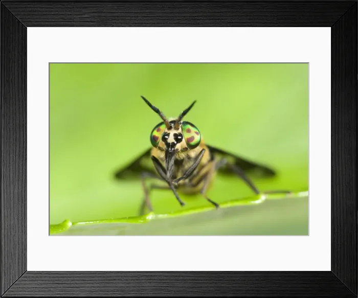 Framed Print : Horse / Deer Fly Resting on Leaf Norfolk UK Framed Print : Horse / Deer Fly Resting on Leaf Norfolk UK