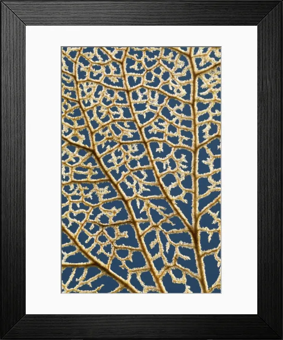 Framed Print : Hydrangea Flower in winter showing venation Norfolk UK Framed Print : Hydrangea Flower in winter showing venation Norfolk UK