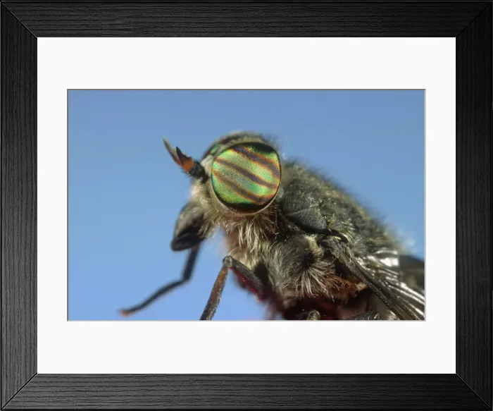 Framed Print : Horse Fly Showing banded eyes Norfolk UK Framed Print : Horse Fly Showing banded eyes Norfolk UK