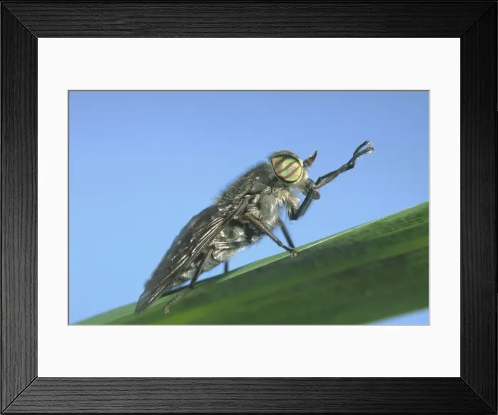 Framed Print : Horse Fly Showing banded eyes Norfolk UK Framed Print : Horse Fly Showing banded eyes Norfolk UK