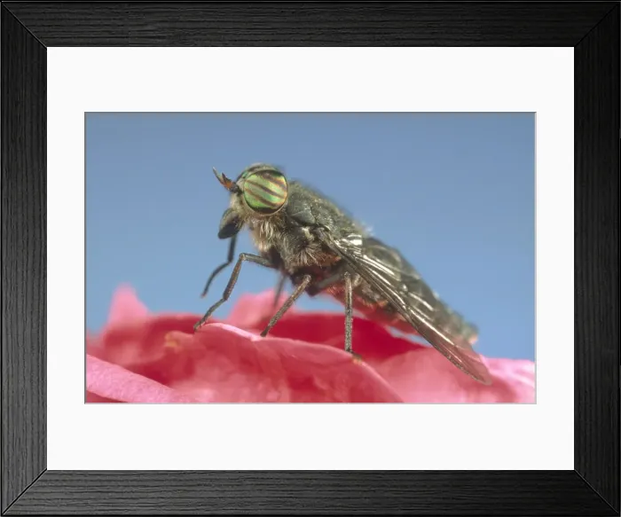 Framed Print : Horse Fly Showing banded eyes Norfolk UK Framed Print : Horse Fly Showing banded eyes Norfolk UK