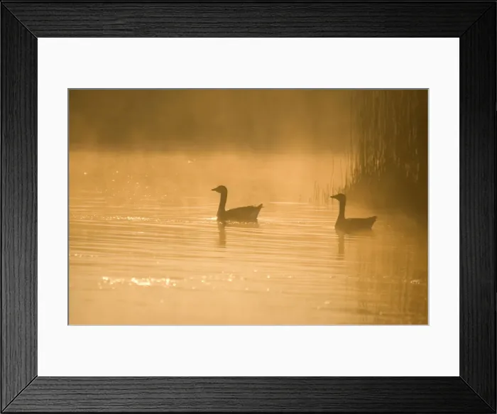 Framed Print : Greylag Geese At Sunrise on Norfolk Broads UK Framed Print : Greylag Geese At Sunrise on Norfolk Broads UK