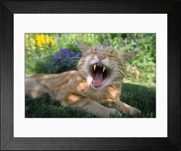 Framed Print : Domestic Cat yawning Extreme wide angle Norfolk UK Framed Print : Domestic Cat yawning Extreme wide angle Norfolk UK