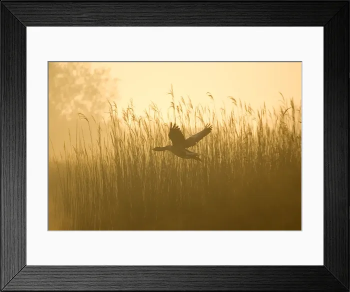 Framed Print : Greylag Goose - Taking flight from reedbeds on Hickling Broad at sunrise Norfolk UK Framed Print : Greylag Goose - Taking flight from reedbeds on Hickling Broad at sunrise Norfolk UK