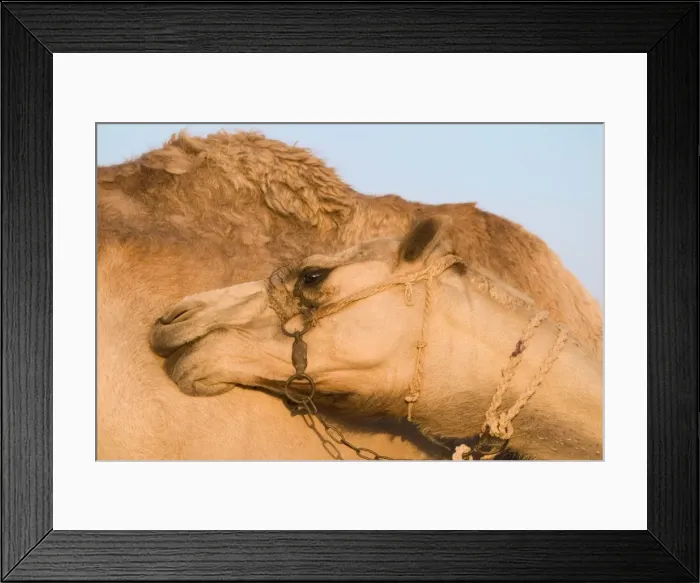 Framed Print : Camel - Egypt Framed Print : Camel - Egypt