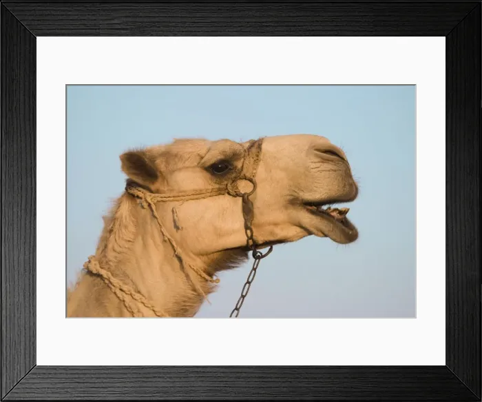 Framed Print : Camel - Egypt Framed Print : Camel - Egypt