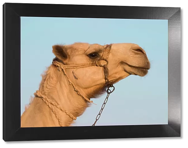 Camel - Egypt
