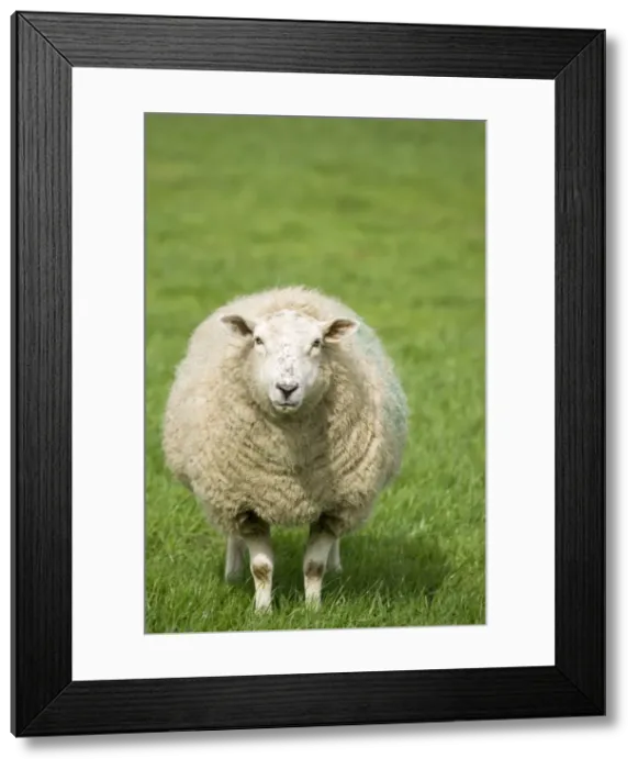 Framed Print : Sheep - Ewe Norfolk UK Framed Print : Sheep - Ewe Norfolk UK
