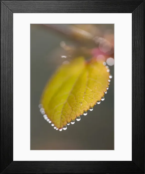 Framed Print : Katsura Tree - Leaf with dew drops Norfolk UK Framed Print : Katsura Tree - Leaf with dew drops Norfolk UK