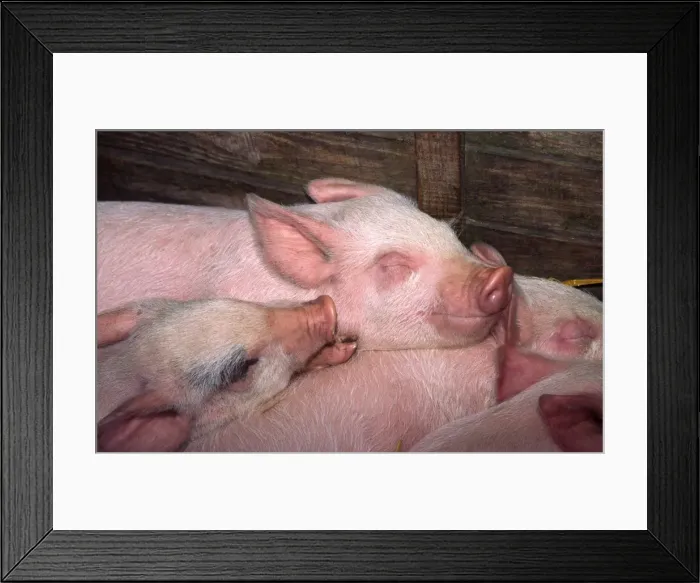 Framed Print : Piglets - sleeping in stall Norfolk UK Framed Print : Piglets - sleeping in stall Norfolk UK