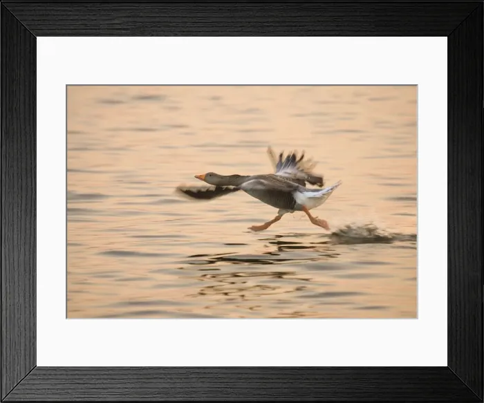 Framed Print : Greylag Goose - taking flight at sunrise Hickling Broad Norfolk UK Framed Print : Greylag Goose - taking flight at sunrise Hickling Broad Norfolk UK