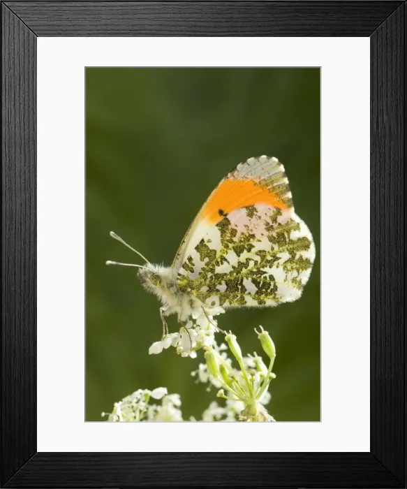 Framed Print : Orange Tip Butterfly - resting on Cow Parsley Norfolk UK Framed Print : Orange Tip Butterfly - resting on Cow Parsley Norfolk UK