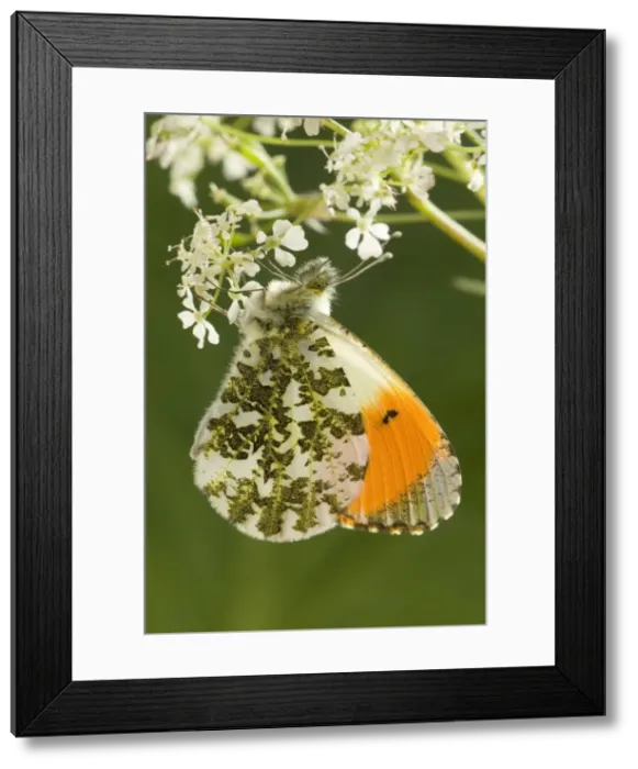 Framed Print : Orange Tip Butterfly - resting on Cow Parsley Norfolk UK Framed Print : Orange Tip Butterfly - resting on Cow Parsley Norfolk UK