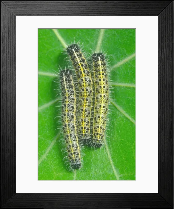 Framed Print : Large White - Larvae on Nasturtium Leaf Framed Print : Large White - Larvae on Nasturtium Leaf