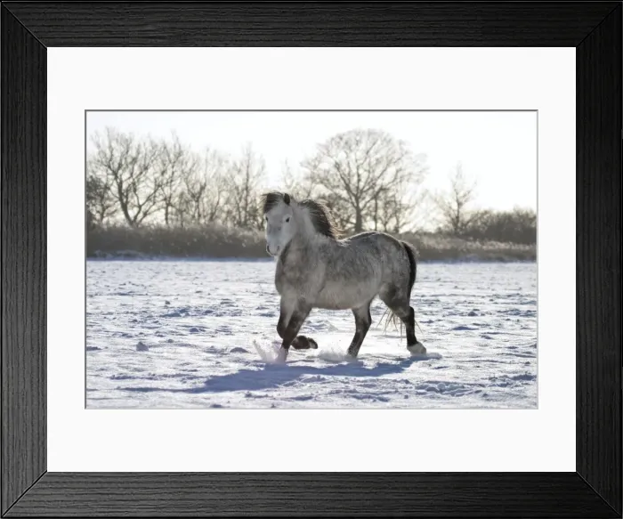 Framed Print : Pony in Snow Norfolk UK Framed Print : Pony in Snow Norfolk UK