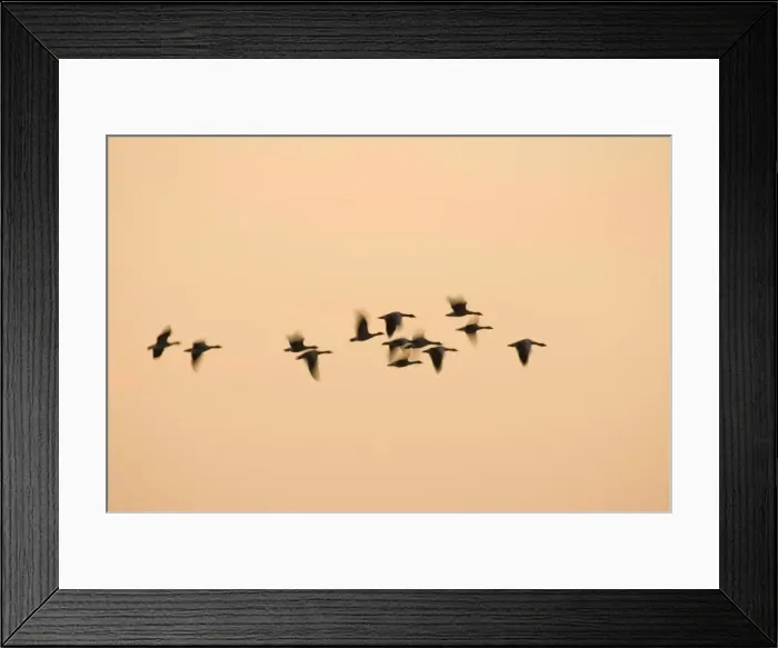 Framed Print : Greylag Geese - group in flight at sunset Norfolk UK Framed Print : Greylag Geese - group in flight at sunset Norfolk UK