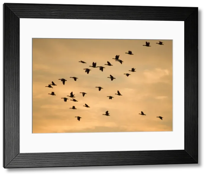 Framed Print : Greylag Geese - group in flight at sunset Norfolk UK Framed Print : Greylag Geese - group in flight at sunset Norfolk UK