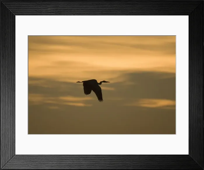 Framed Print : Grey Heron - in flight at sunset Norfolk UK Framed Print : Grey Heron - in flight at sunset Norfolk UK