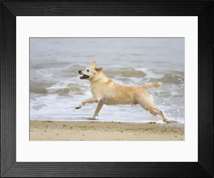 Framed Print : Labrador (cross) Dog - running on Beach Norfolk UK Framed Print : Labrador (cross) Dog - running on Beach Norfolk UK