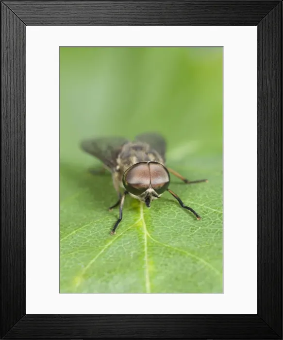 Framed Print : Horse Fly - showing large compound eyes Norfolk UK Framed Print : Horse Fly - showing large compound eyes Norfolk UK