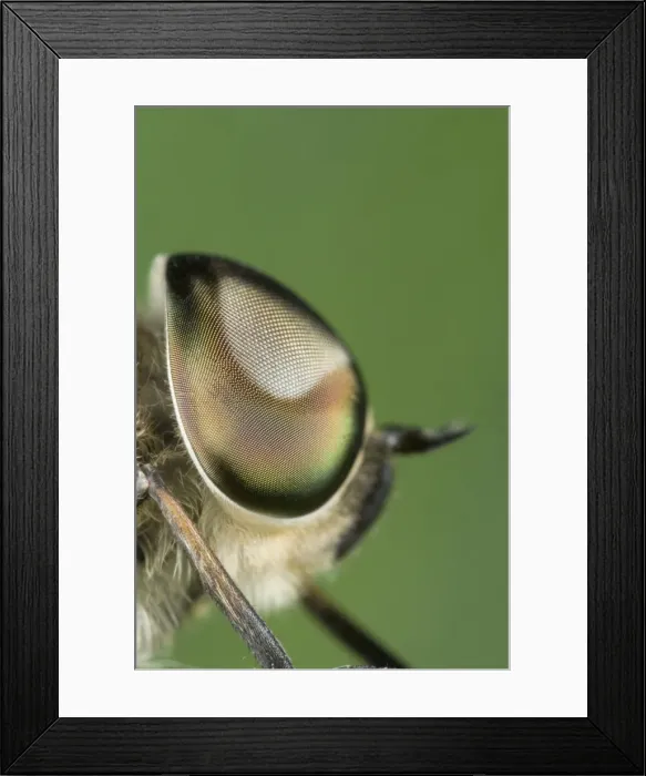 Framed Print : Horse Fly - showing large compound eyes Norfolk UK Framed Print : Horse Fly - showing large compound eyes Norfolk UK