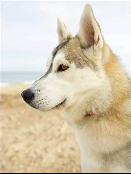 Husky Dog - portrait on beach Waxham Norfolk UK