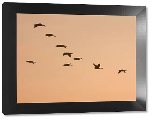Greylag Geese - Group in flight at sunset Norfolk UK
