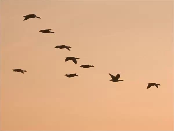 Greylag Geese - Group in flight at sunset Norfolk UK