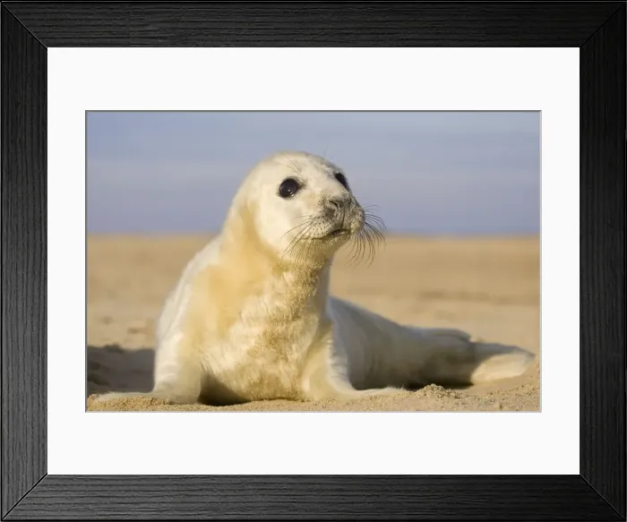 Framed Print : Grey Seal - Pup on beach Waxham Beach Norfolk UK Framed Print : Grey Seal - Pup on beach Waxham Beach Norfolk UK