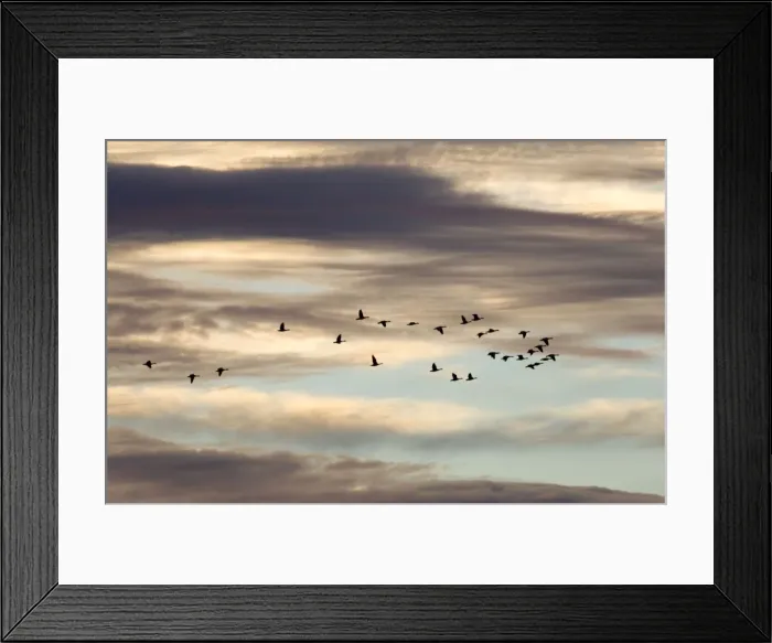 Framed Print : Greylag Geese Flock in flight against dramatic sunset sky Norfolk UK Framed Print : Greylag Geese Flock in flight against dramatic sunset sky Norfolk UK