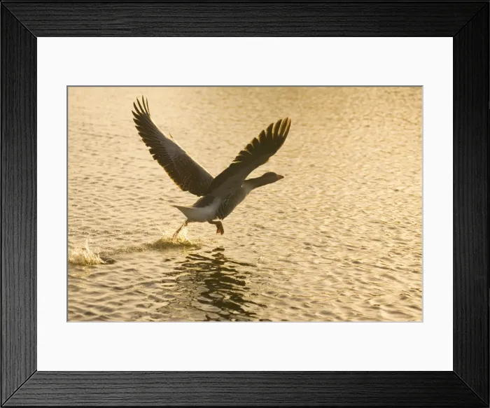 Framed Print : Greylag Goose - Taking flight at sunrise Hickling Broad Norfolk UK Framed Print : Greylag Goose - Taking flight at sunrise Hickling Broad Norfolk UK