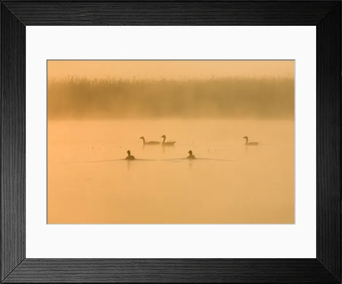 Framed Print : Greylag Geese - At sunrise on misty water Hickling Broad Norfolk UK Framed Print : Greylag Geese - At sunrise on misty water Hickling Broad Norfolk UK