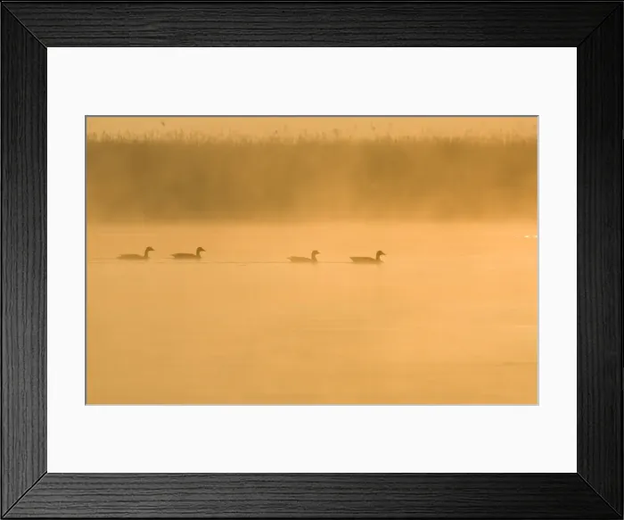 Framed Print : Greylag Geese At sunrise on misty water Hickling Broad Norfolk UK Framed Print : Greylag Geese At sunrise on misty water Hickling Broad Norfolk UK