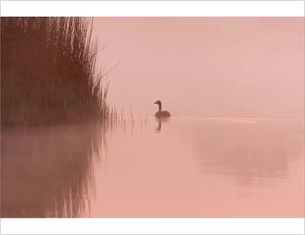 Canada Goose On calm misty water at sunrise Hickling Broad Norfolk UK
