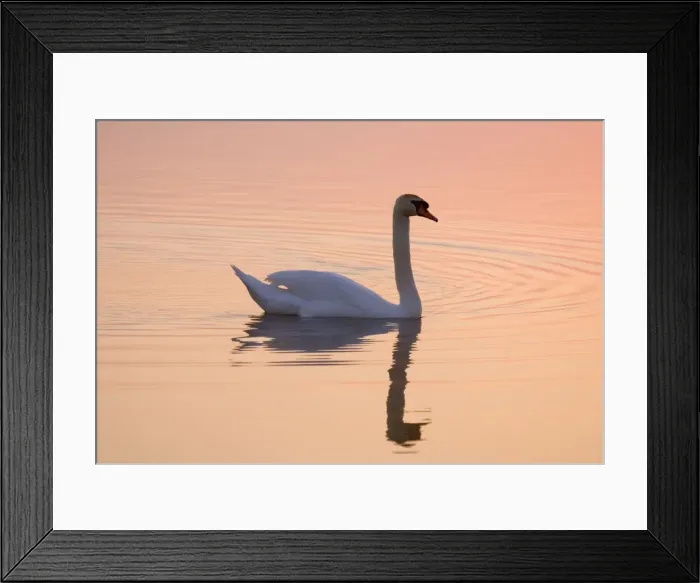Framed Print : Mute Swan On calm water at sunrise Hickling Broad Norfolk UK Framed Print : Mute Swan On calm water at sunrise Hickling Broad Norfolk UK
