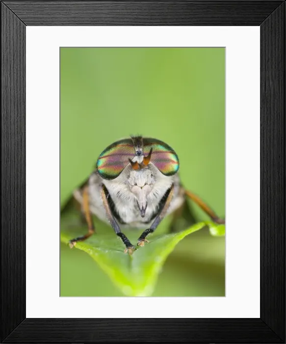 Framed Print : Horse Fly (female) Showing banded eyes Framed Print : Horse Fly (female) Showing banded eyes