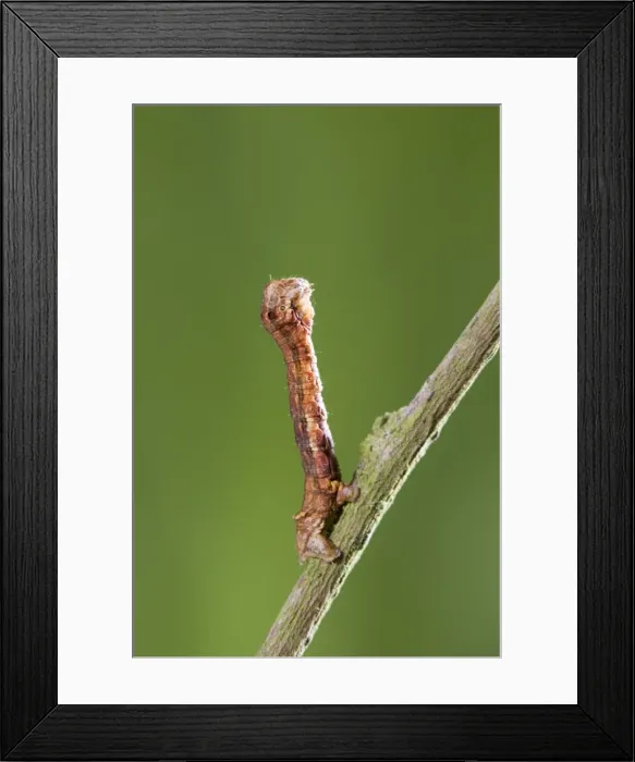 Framed Print : Looper (Geometrid) Caterpillar In twig posture Norfolk UK Framed Print : Looper (Geometrid) Caterpillar In twig posture Norfolk UK