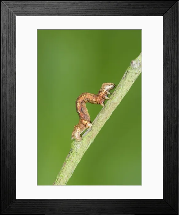 Framed Print : Looper (Geometrid) Caterpillar Showing looping method of locomotion Norfolk UK Framed Print : Looper (Geometrid) Caterpillar Showing looping method of locomotion Norfolk UK