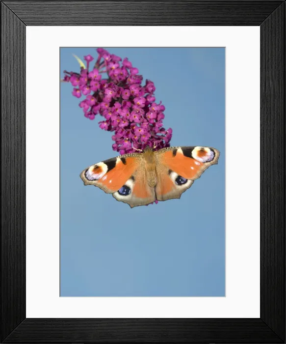 Framed Print : Peacock Butterfly - on buddleia Framed Print : Peacock Butterfly - on buddleia