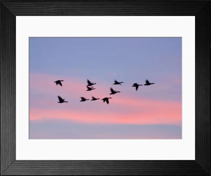 Framed Print : Greylag Geese Group in flight at sunset Norfolk UK Framed Print : Greylag Geese Group in flight at sunset Norfolk UK