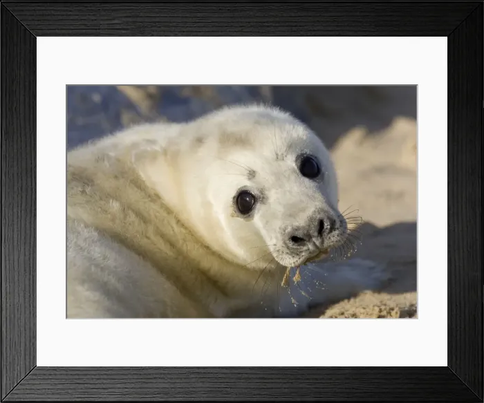 Framed Print : Grey Seal Pup on beach Waxham Beach Norfolk UK Framed Print : Grey Seal Pup on beach Waxham Beach Norfolk UK