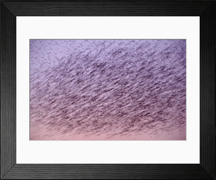 Framed Print : Starlings Flock flying at sunset showing movement Norfolk UK Framed Print : Starlings Flock flying at sunset showing movement Norfolk UK