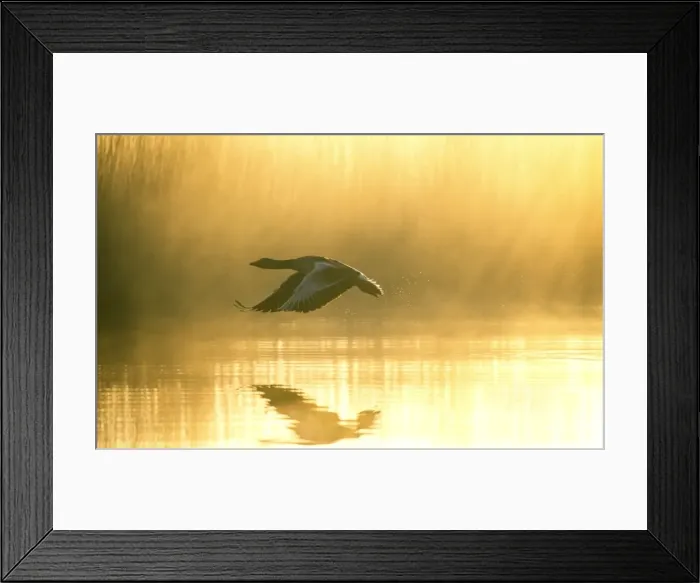 Framed Print : Greylag Goose Taking Flight at Sunrise Hickling Broad Norfolk UK Framed Print : Greylag Goose Taking Flight at Sunrise Hickling Broad Norfolk UK