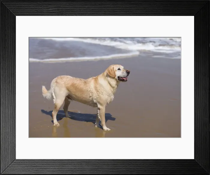 Framed Print : Golden Retreiver On beach Waxham Beach Norfolk UK Framed Print : Golden Retreiver On beach Waxham Beach Norfolk UK